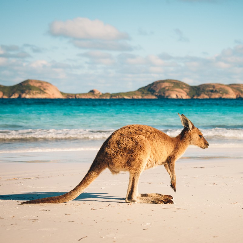 Kanagaroo Pictured In Wallaby Beach, Australia