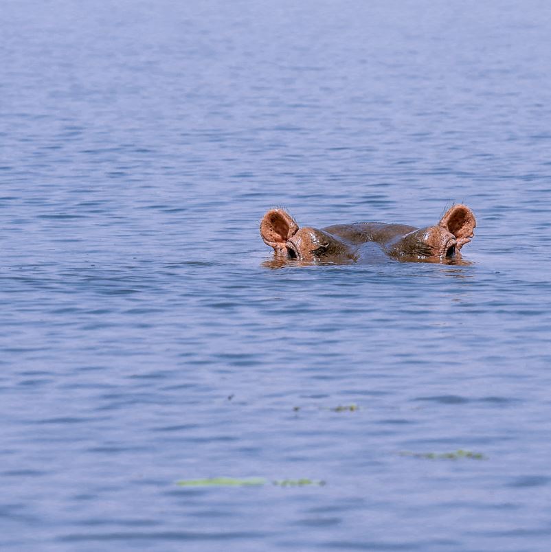 Mare aux Hippopotamus