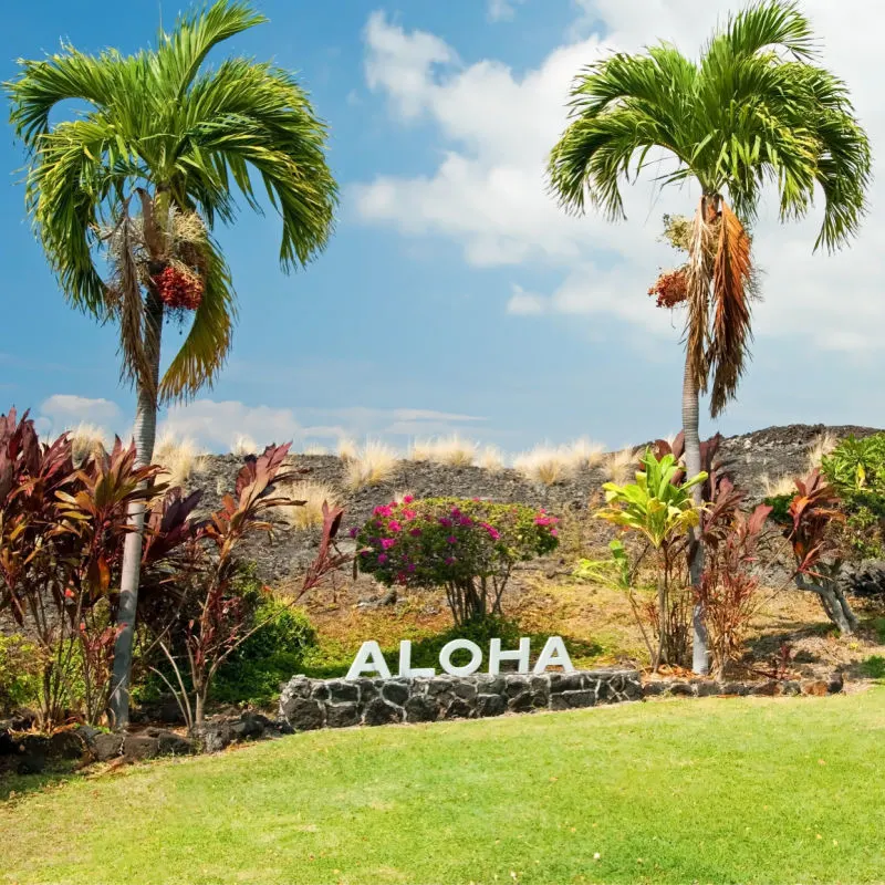 Aloha sign with palm trees on Big Island Hawaii