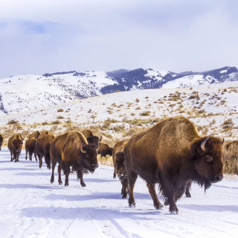 Bison in Yellowstone in Winter