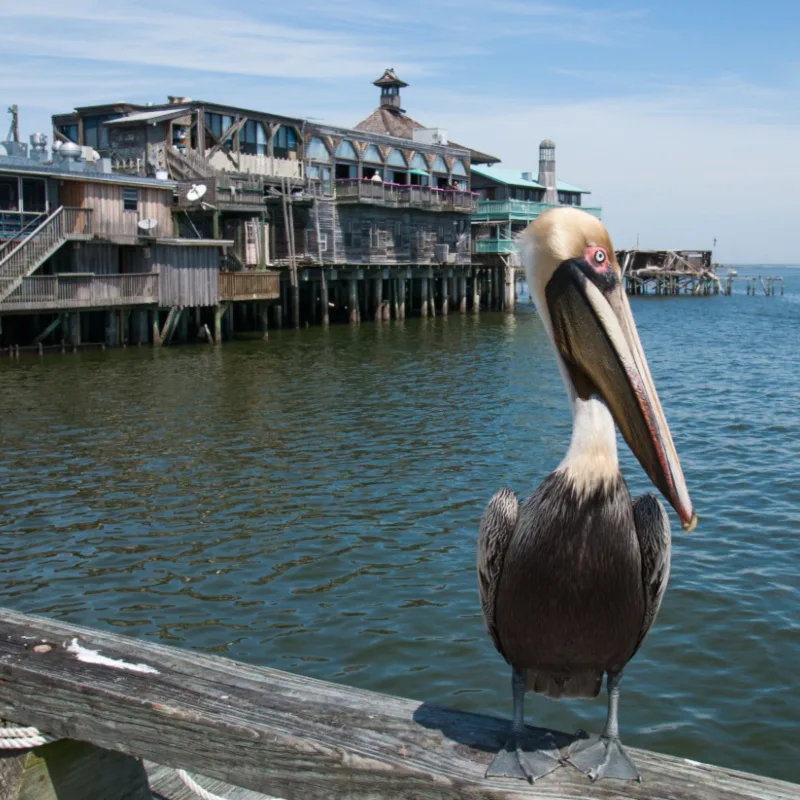 Brown pelican, Cedar Key, Florida