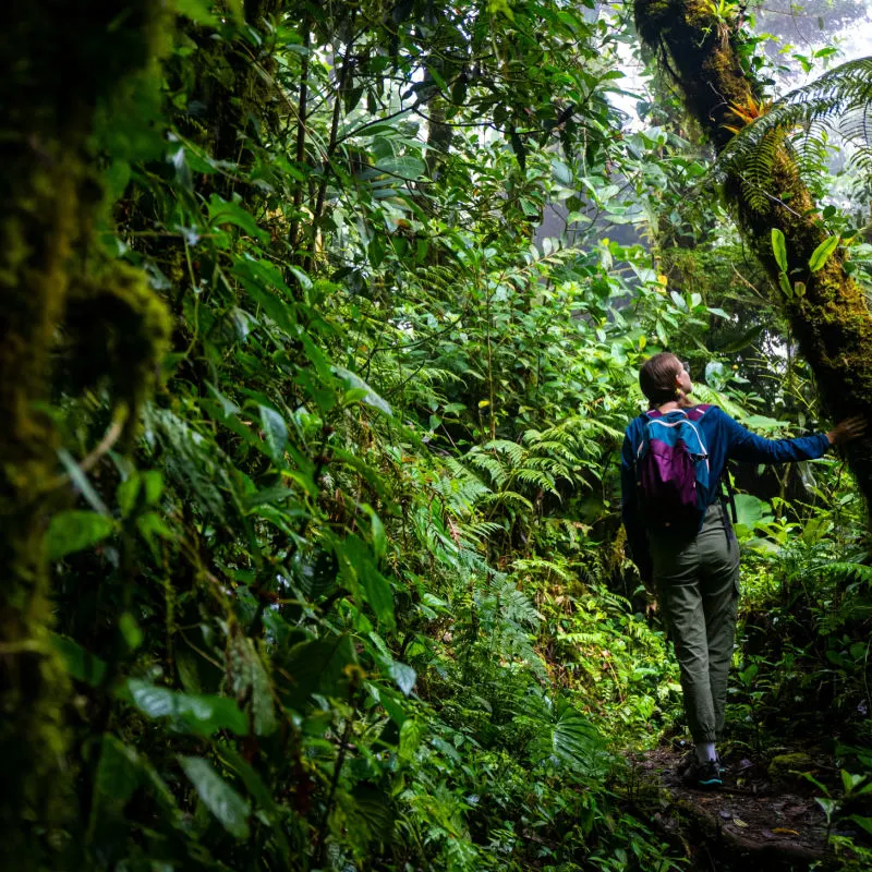 Female Walking Through A Jungle In Costa Rica, Central America