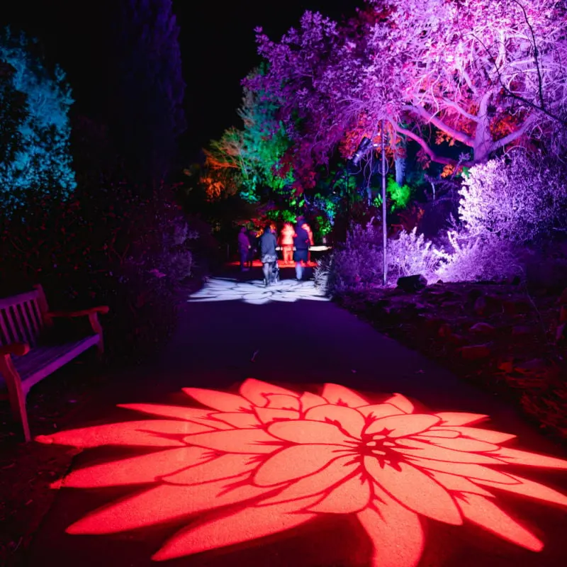 lightscape show at san diego botanic garden in winter