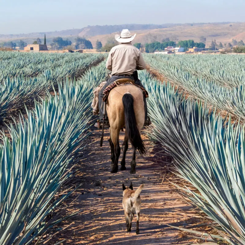 Man on a horse riding through agave fields in Tequila, Mexico