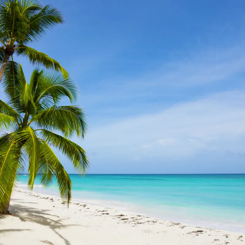 Palm Trees on Beach