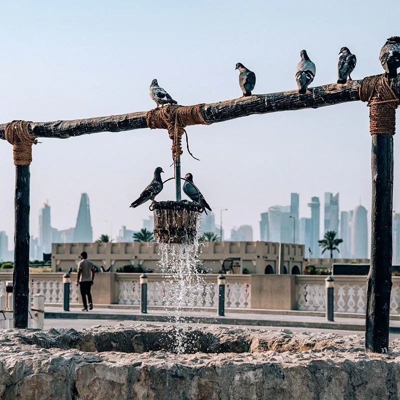 pigeons over a well in the middle of Qatar, daytime