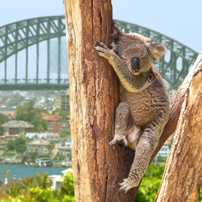 sleeping koala in Sydney