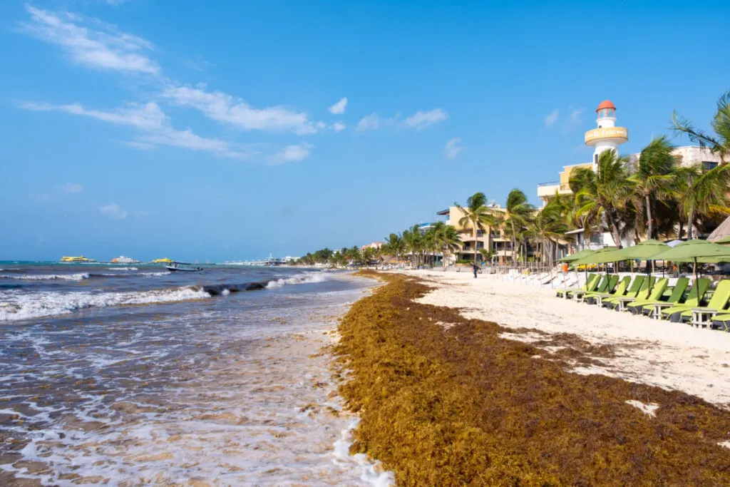 These 3 Destinations Could See Record Breaking Sargassum Invading Beaches Soon