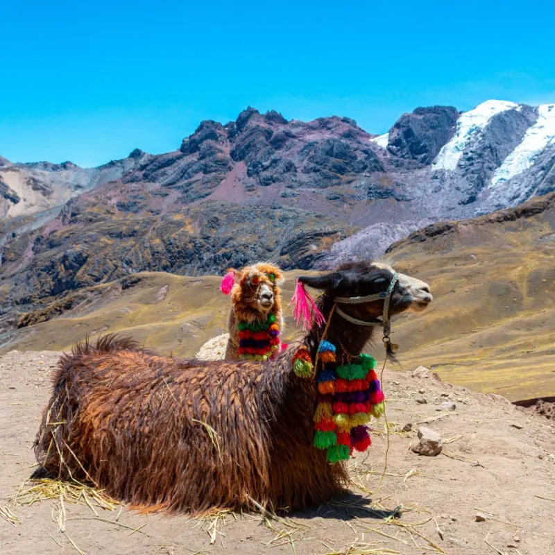Two Llamas Chilling In Front Of Peruvian Mountain View