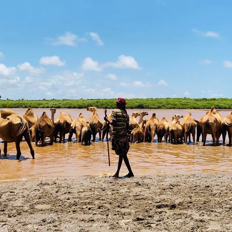 Watching camels in somalia
