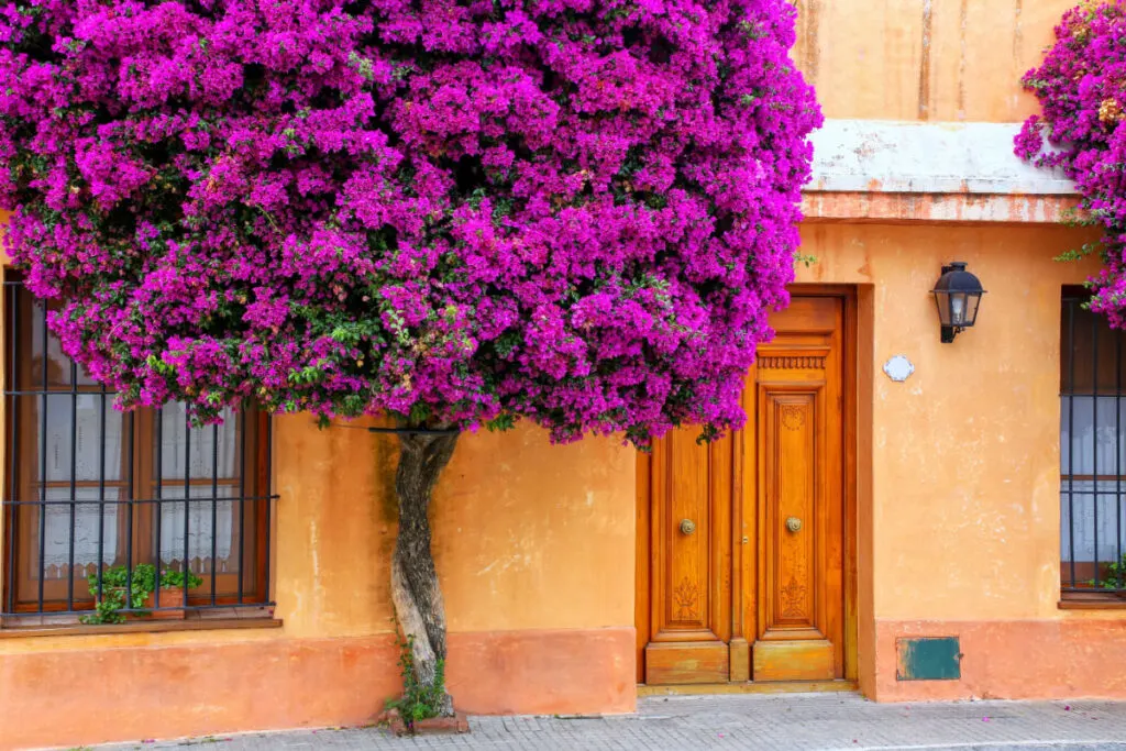 Colonia Uruguay